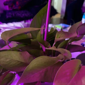 Neon Pothos plant photo by Cassrose named Gaia on Greg, the plant care app.