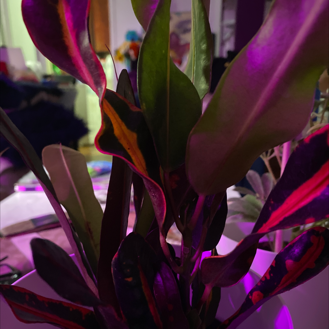 Photo of the plant species Croton Mammy by @Cassrose named Hades on Greg, the plant care app