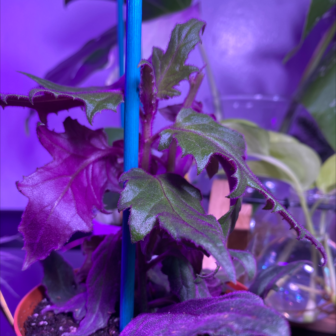 Purple Velvet Plant plant photo by @Cassrose named Maia on Greg, the plant care app.