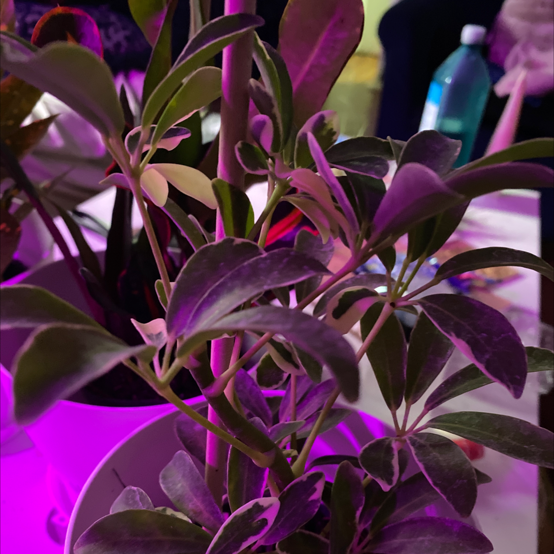 Dwarf Umbrella Tree plant photo by @Cassrose named Selene on Greg, the plant care app.