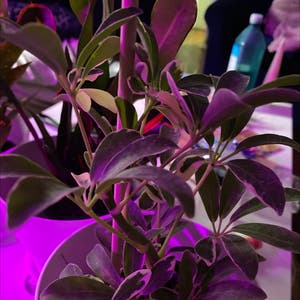 Dwarf Umbrella Tree plant photo by @Cassrose named Selene on Greg, the plant care app.
