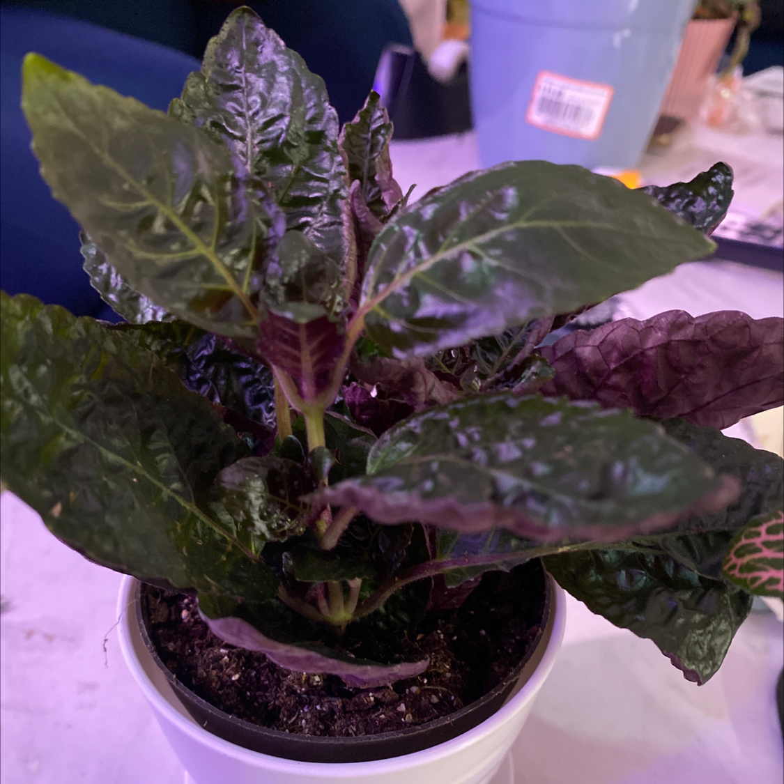 Waffle Plant plant photo by @Cassrose named Nemesis on Greg, the plant care app.