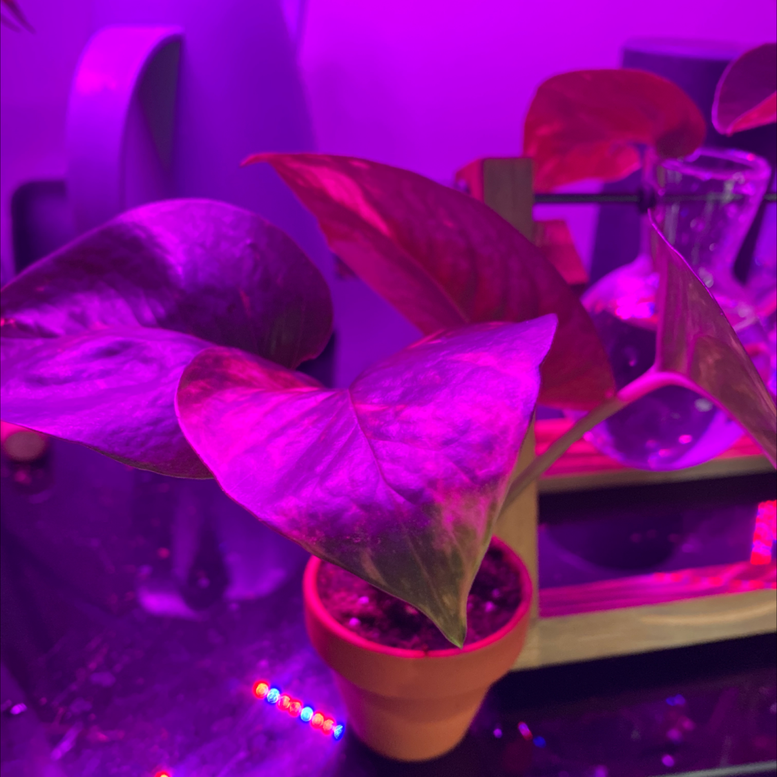 Taro Vine plant photo by @Cassrose named Hestia on Greg, the plant care app.
