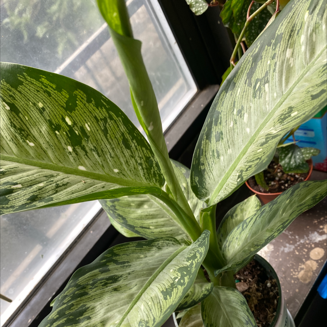 Dieffenbachia plant photo by @Cassrose named Tsukuyomi on Greg, the plant care app.