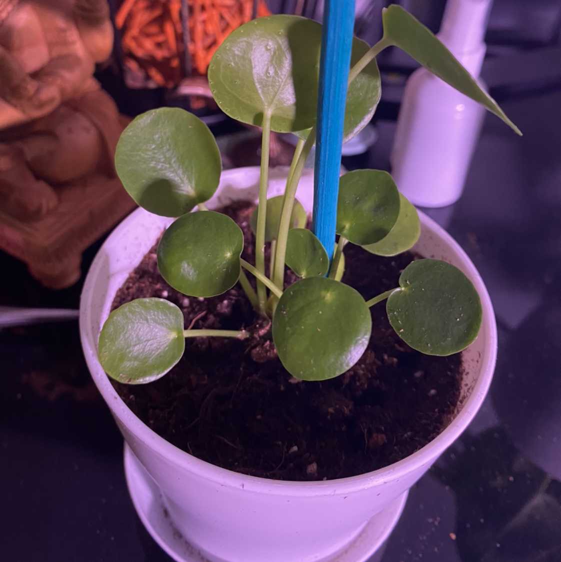 Chinese Money Plant plant photo by @Cassrose named Demeter on Greg, the plant care app.