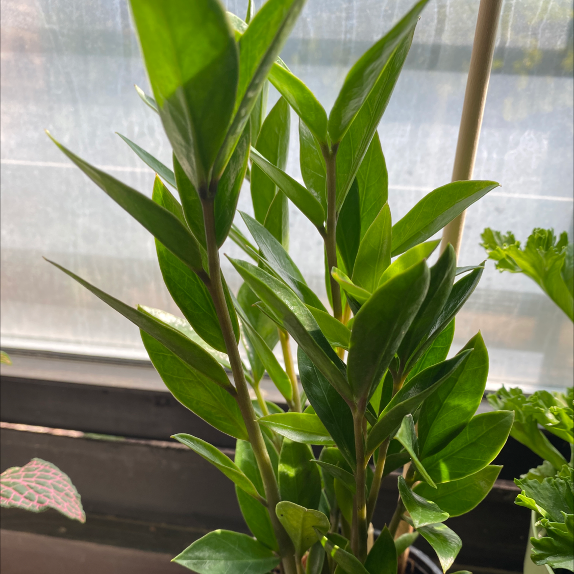 Zamioculcas Zamiifolia plant photo by @Cassrose named Ares on Greg, the plant care app.