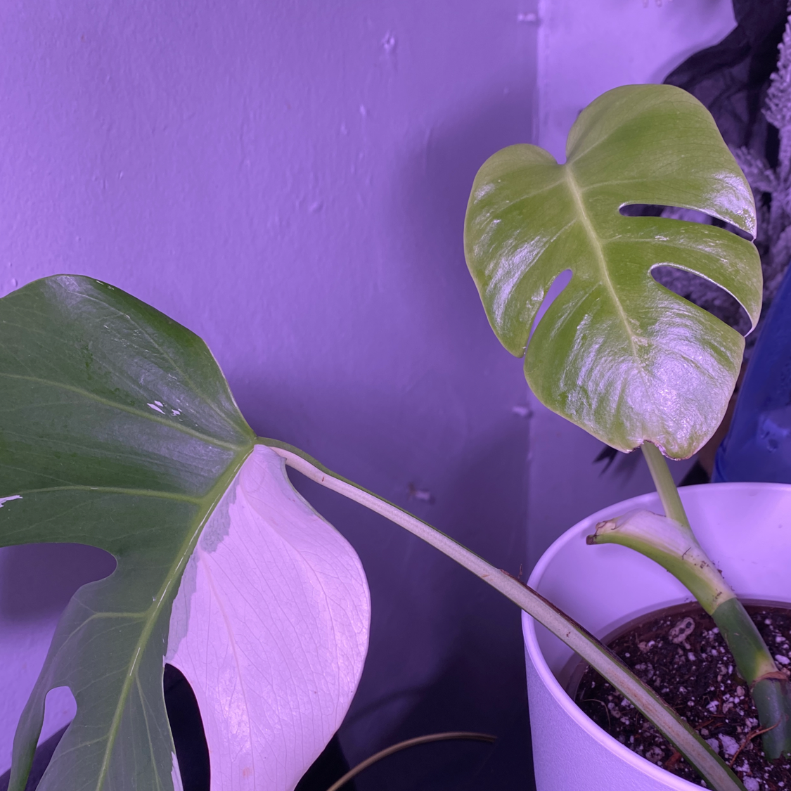 Monstera plant photo by @Cassrose named Hina on Greg, the plant care app.