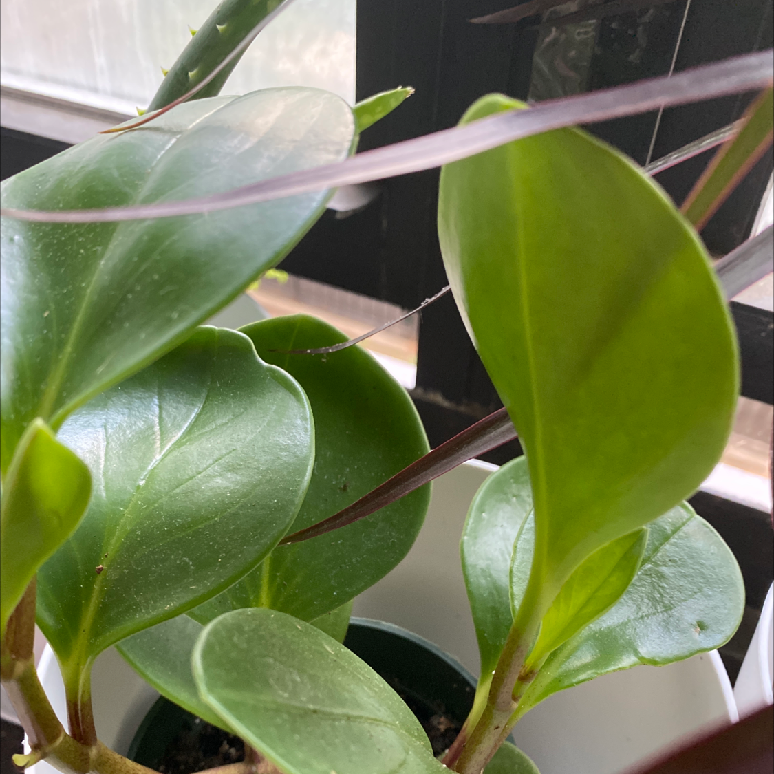 Baby Rubber Plant plant photo by @Cassrose named Hera on Greg, the plant care app.