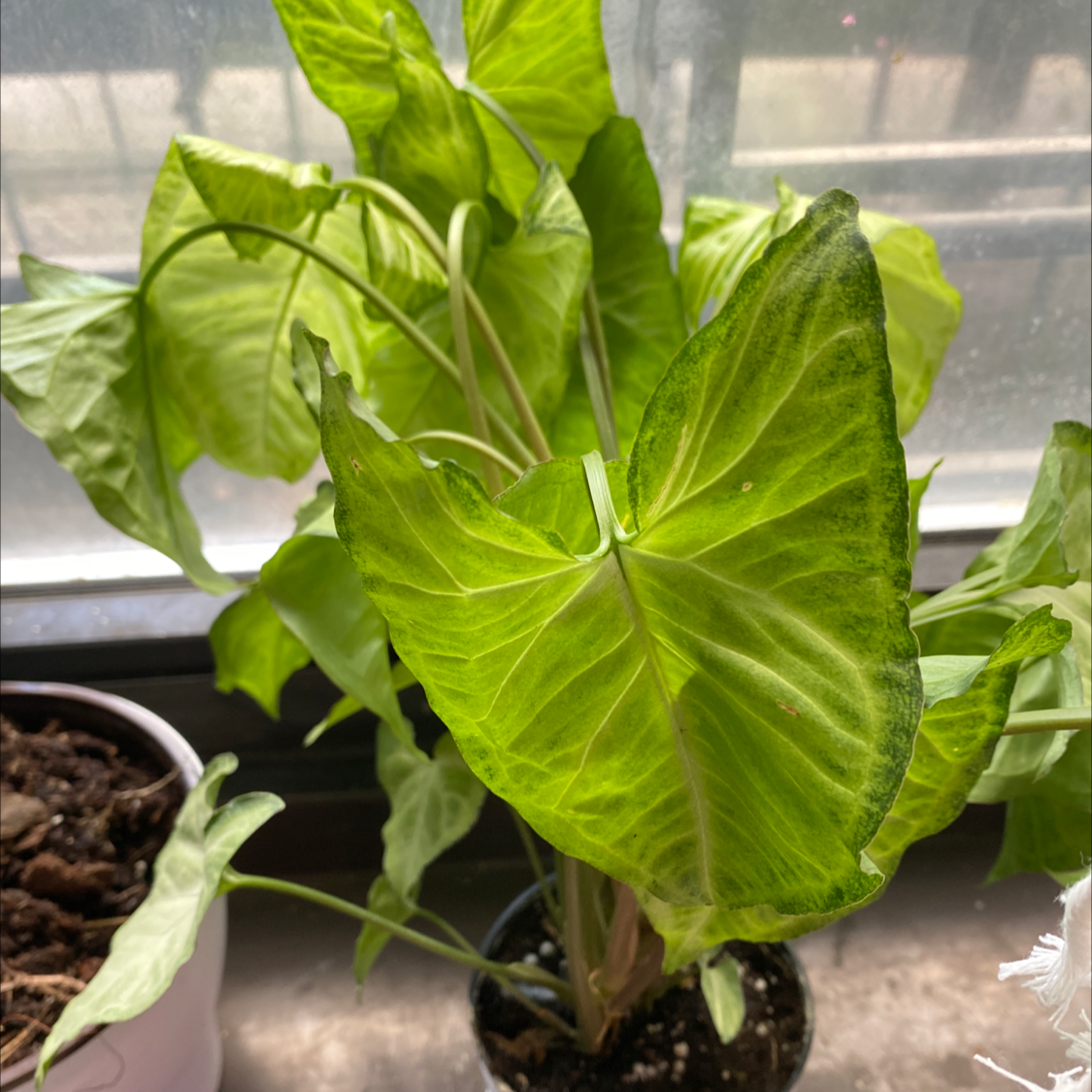 Arrowhead Plant plant photo by @Cassrose named Vulcan on Greg, the plant care app.