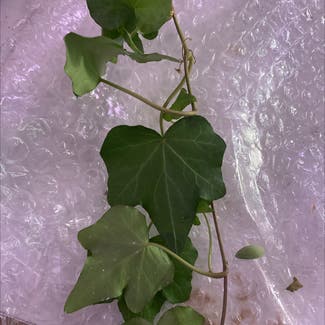 English Ivy plant in New York, New York