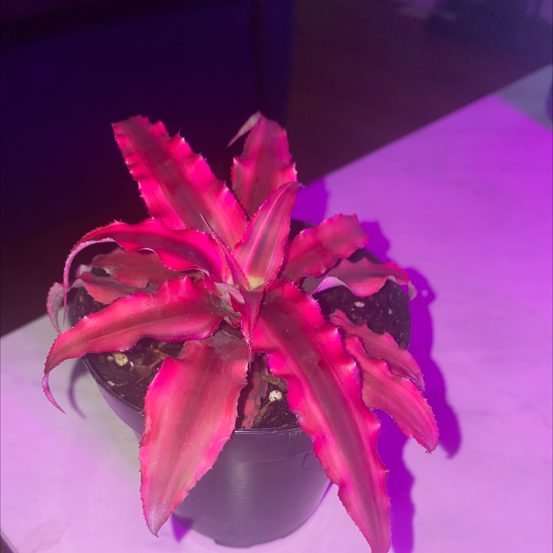 Earth Stars plant photo by @Cassrose named Eris on Greg, the plant care app.