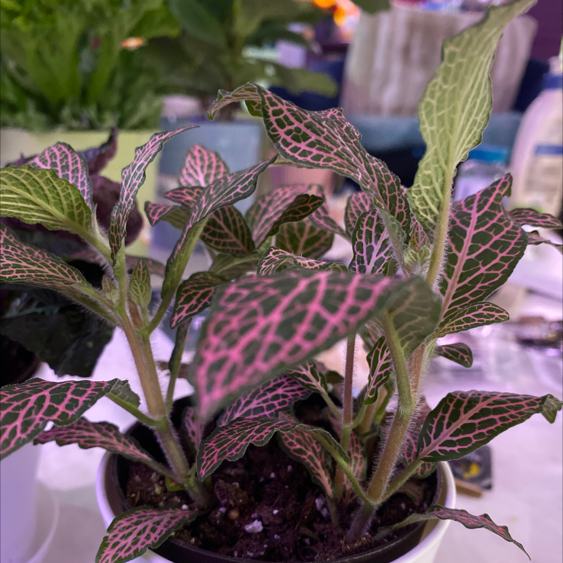 Nerve Plant plant photo by @Cassrose named Bia on Greg, the plant care app.