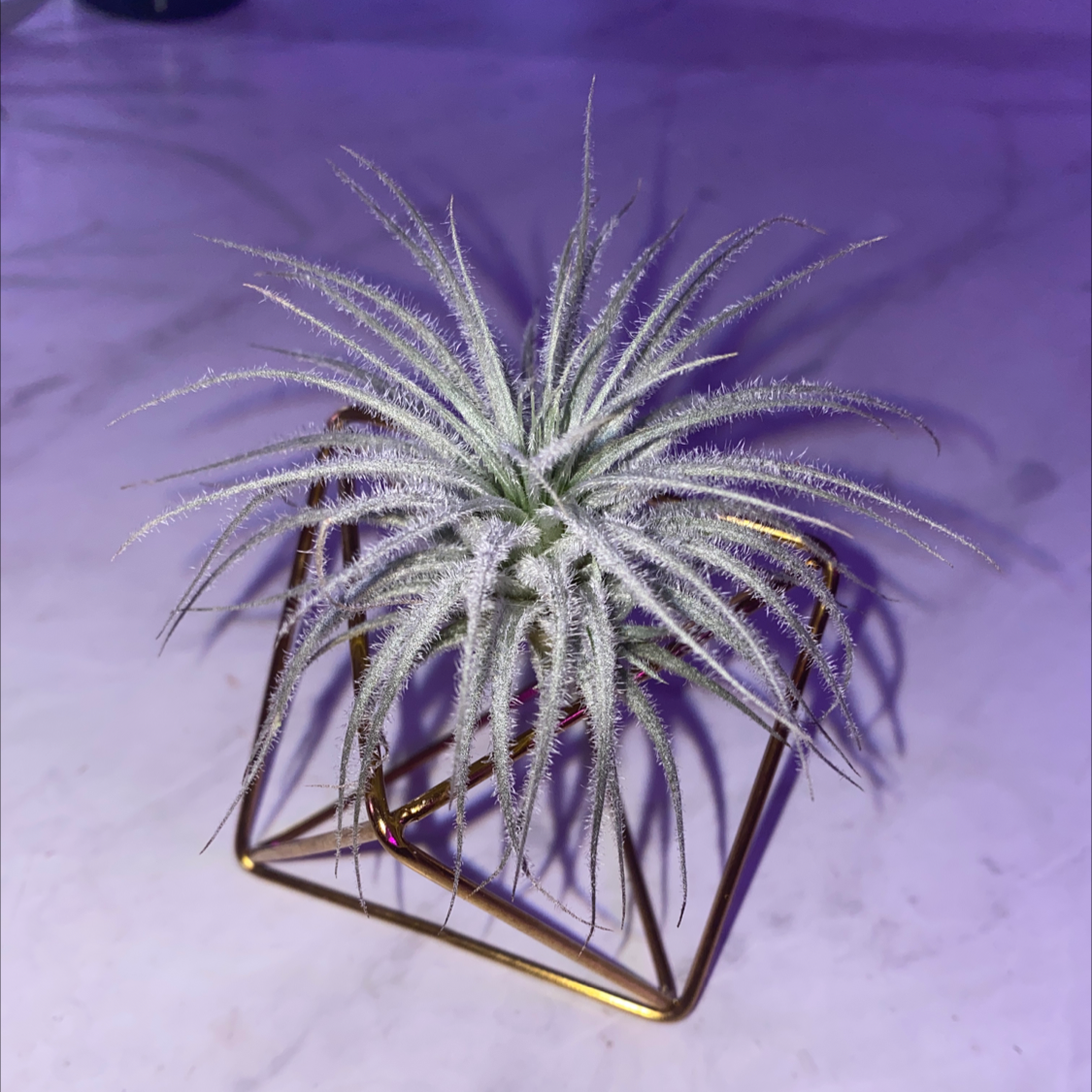 Blushing Bride Air Plant plant photo by @Cassrose named Naruto on Greg, the plant care app.