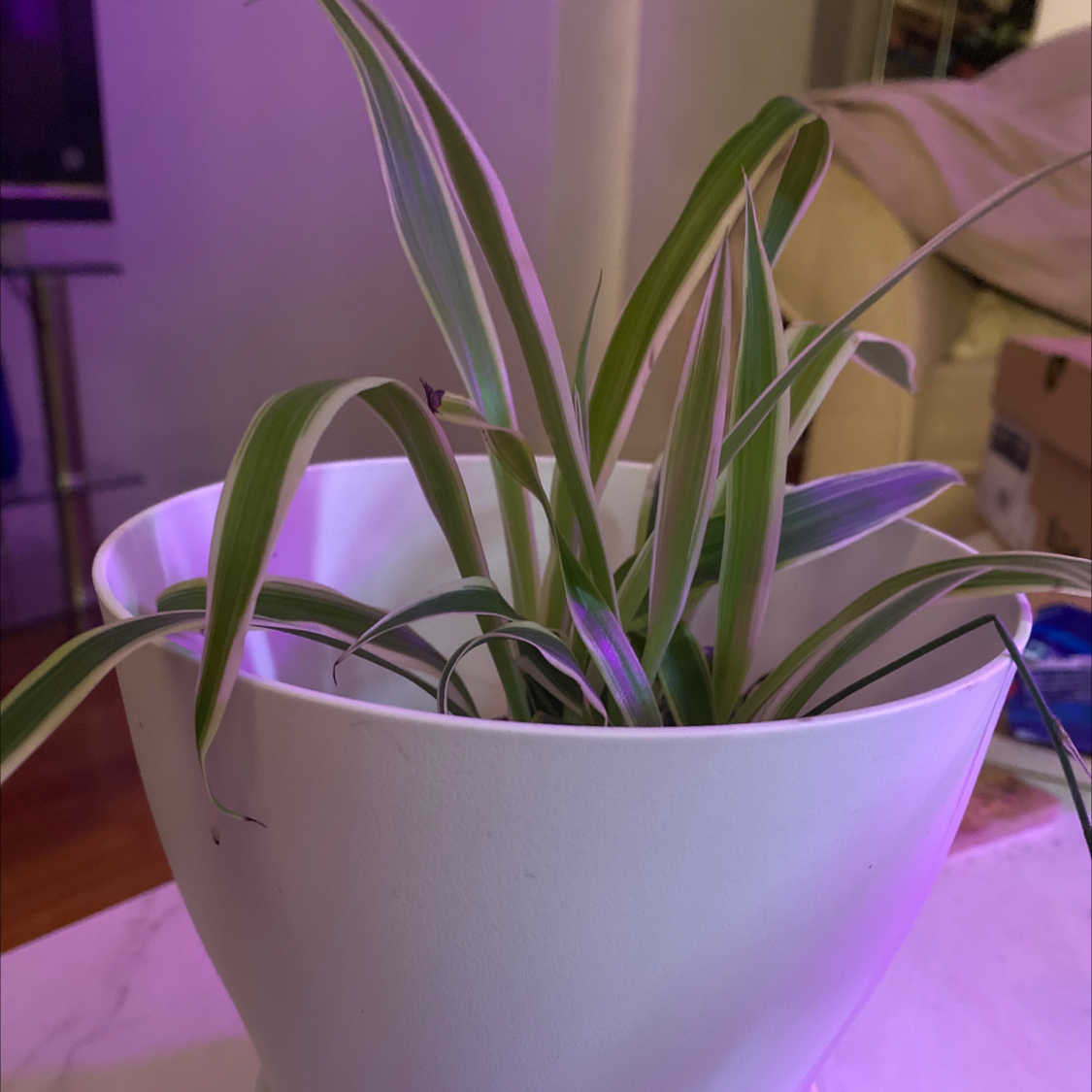 Spider Plant plant photo by @Cassrose named Arachne on Greg, the plant care app.
