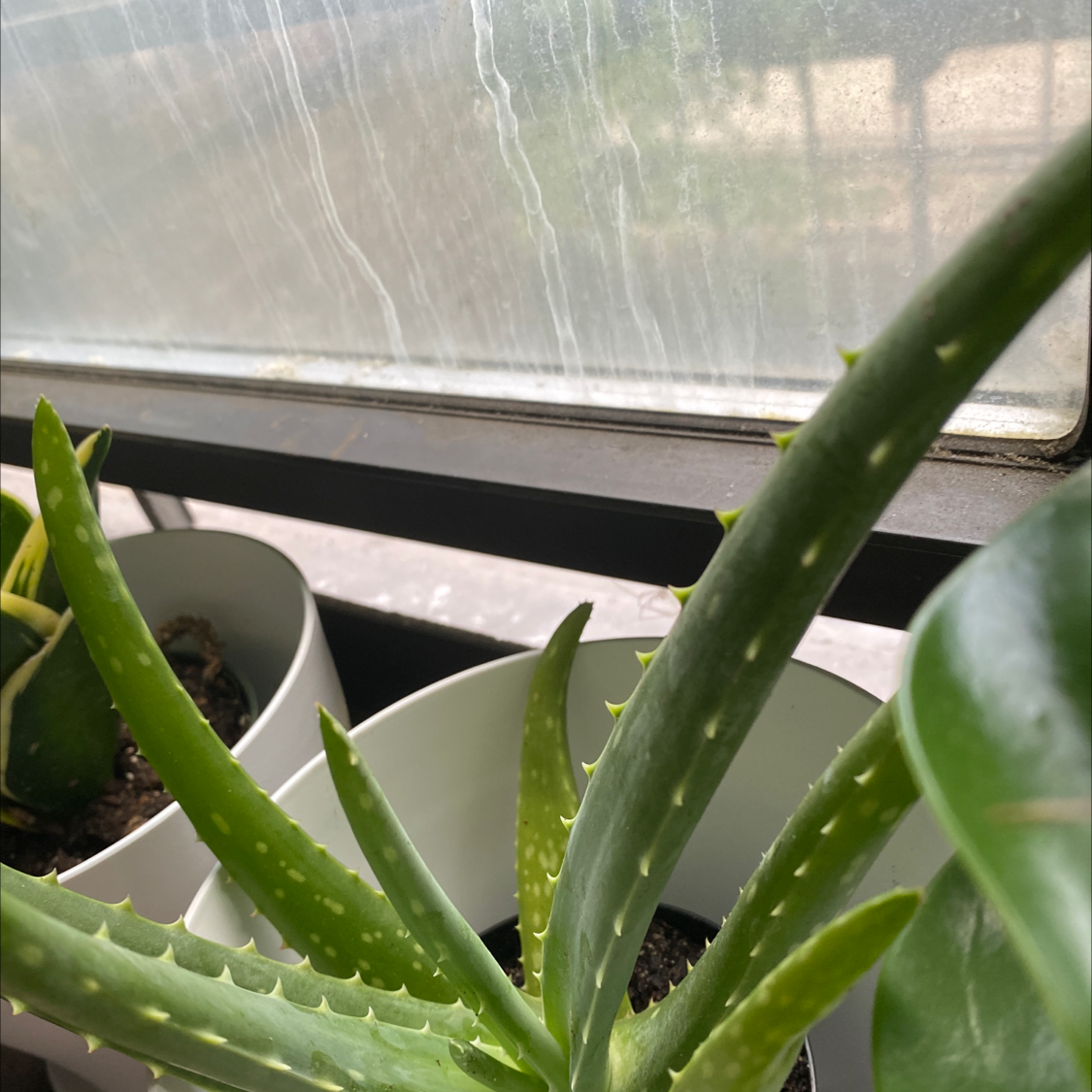 Aloe vera plant photo by @Cassrose named Hercules on Greg, the plant care app.