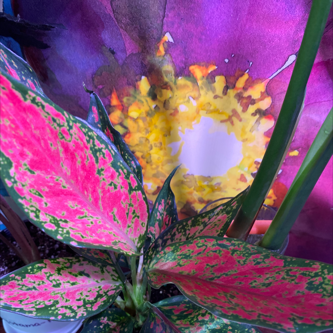 Dieffenbachia plant photo by @Cassrose named Kagutsuchi on Greg, the plant care app.