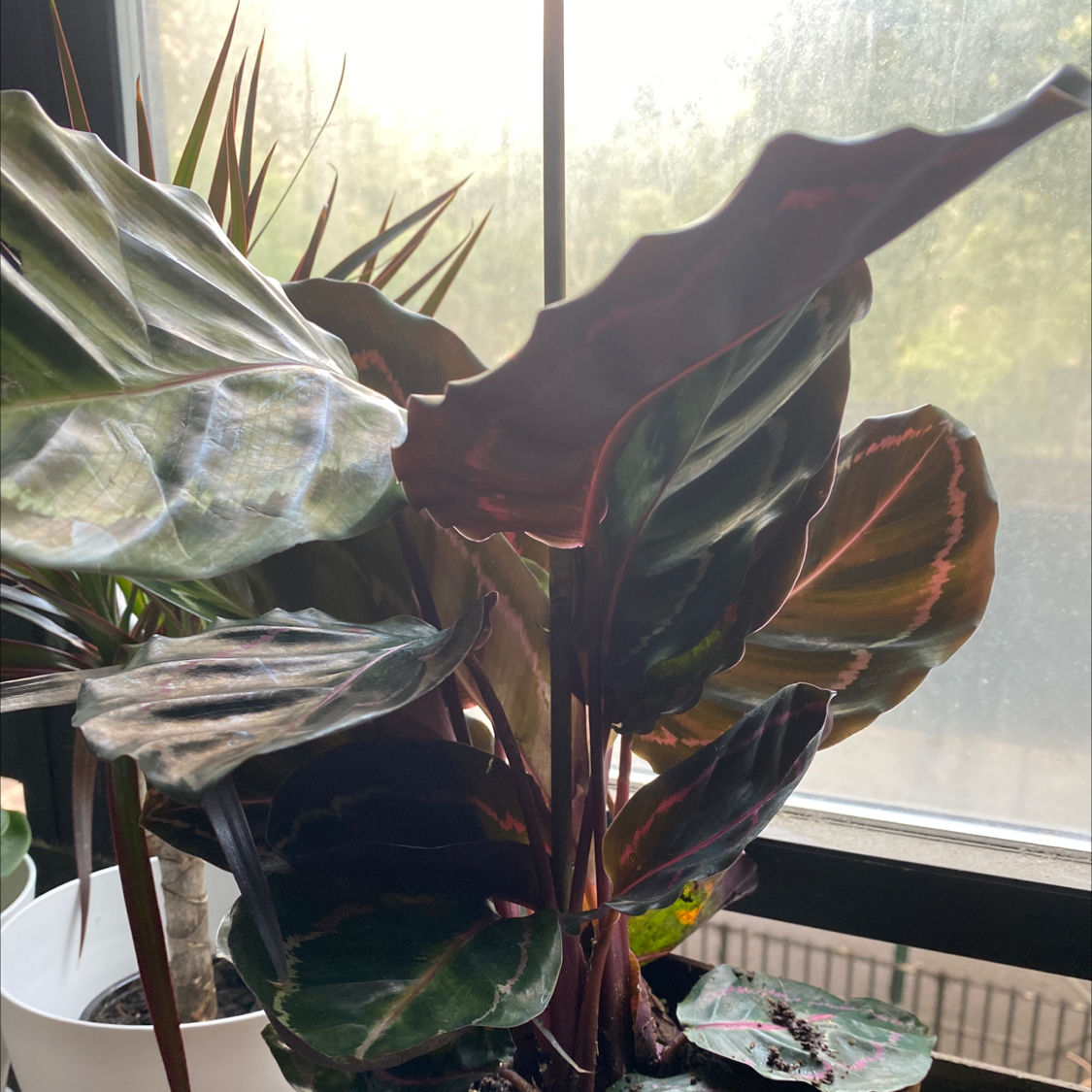 Rose Calathea plant photo by @Cassrose named Apollo on Greg, the plant care app.