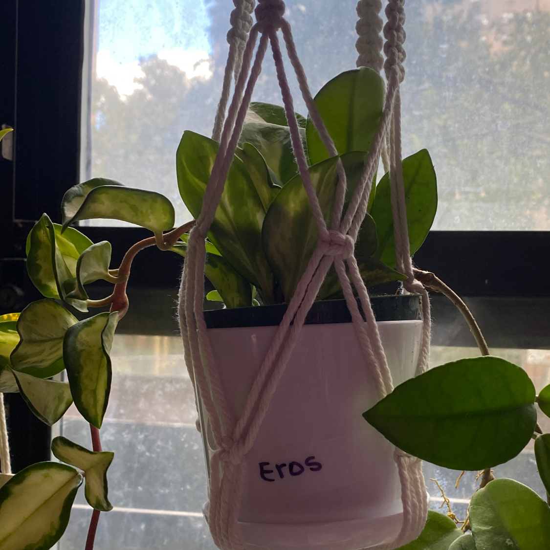 Waxplant plant photo by @Cassrose named Eros on Greg, the plant care app.