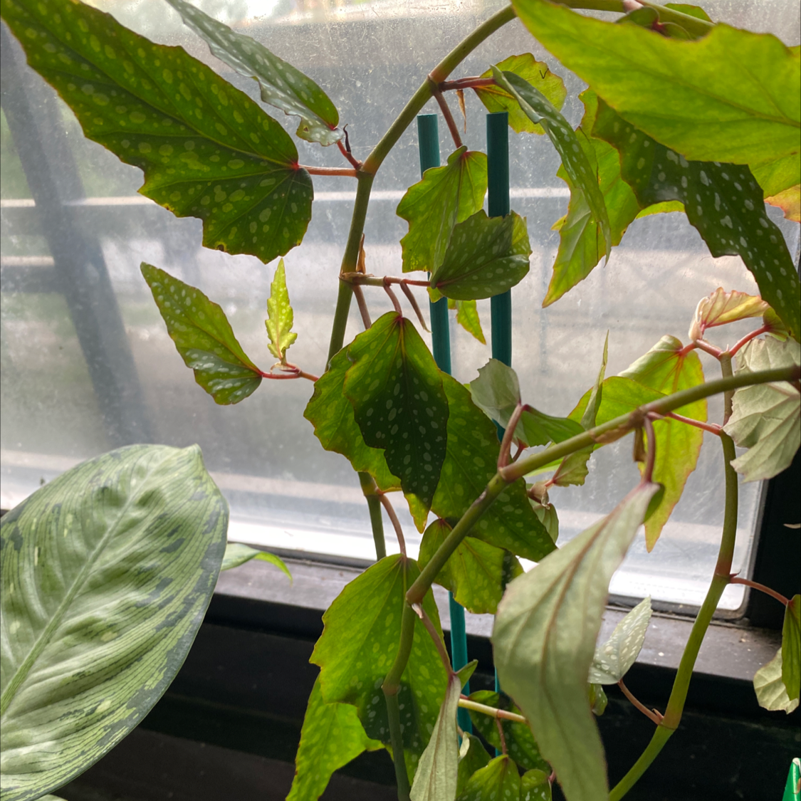 Polka Dot Begonia plant photo by @Cassrose named Ebisu on Greg, the plant care app.