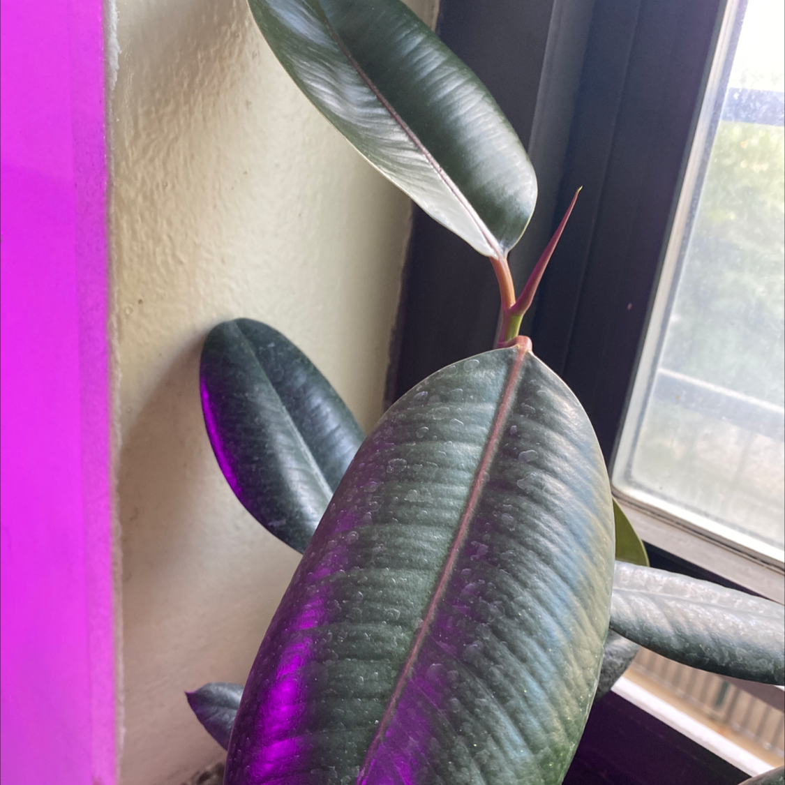Rubber Plant plant photo by @Cassrose named Amaterasu on Greg, the plant care app.