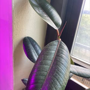 Rubber Plant plant photo by Cassrose named Amaterasu on Greg, the plant care app.