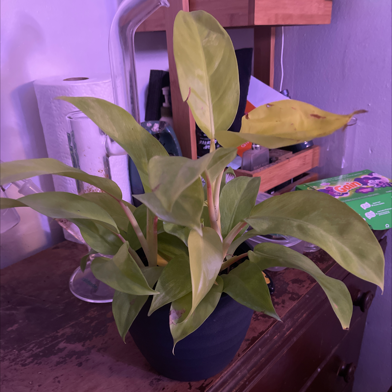 Philodendron Lemon Lime plant in a pot with some yellowing and browning leaves.