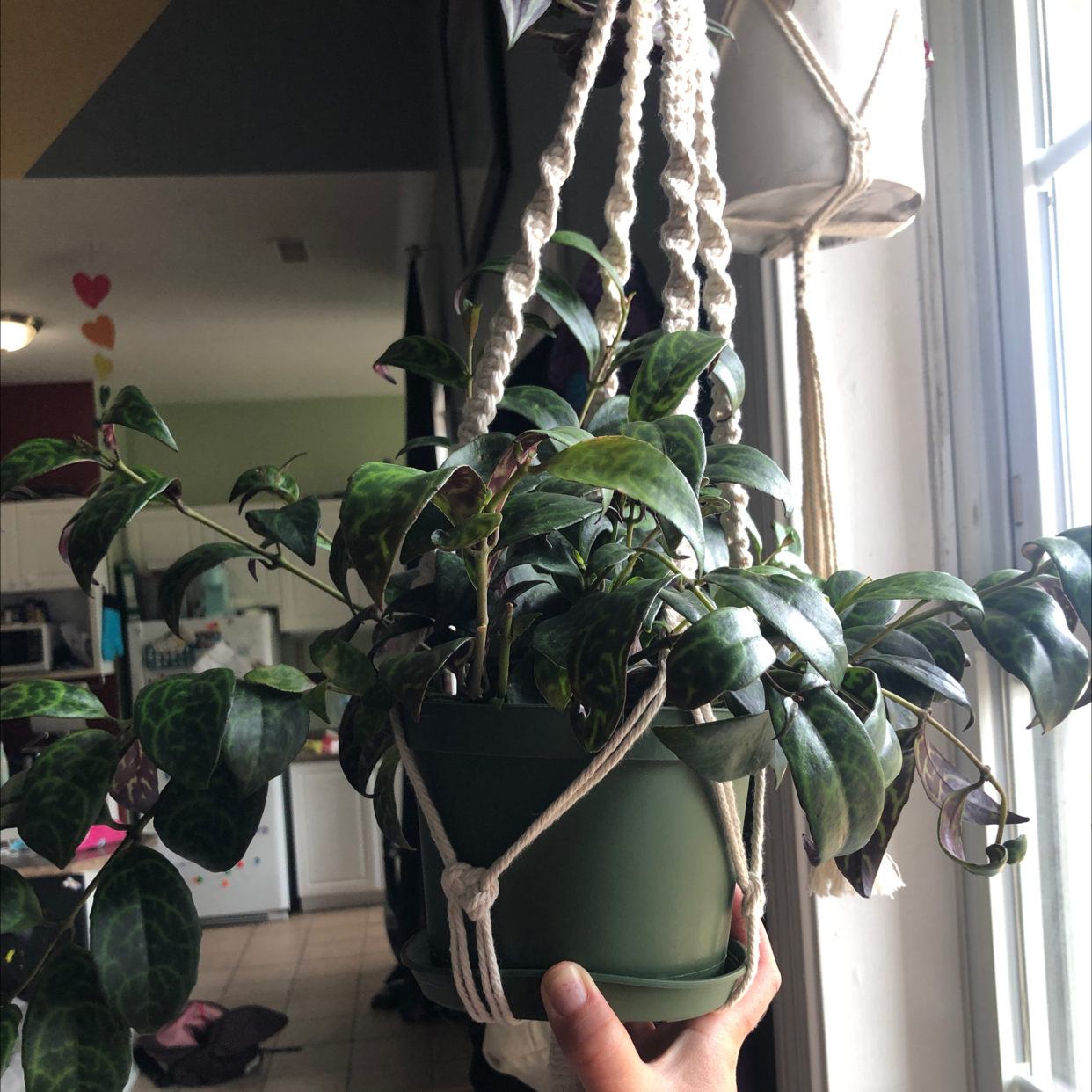 Black Pagoda Lipstick Plant in a hanging pot, held by a hand, with vibrant green leaves.