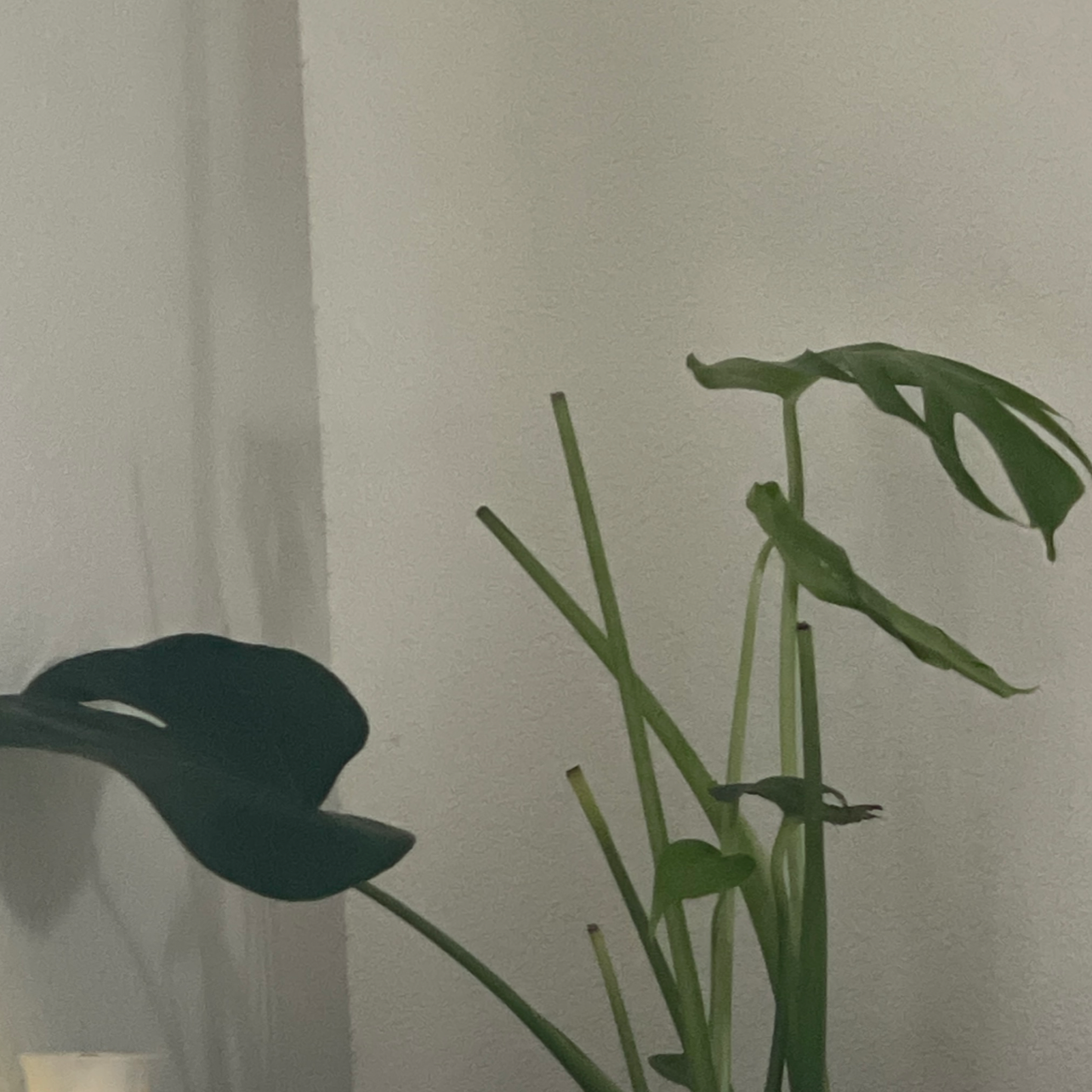 Monstera plant photo by @Isanch15 named Buck on Greg, the plant care app.