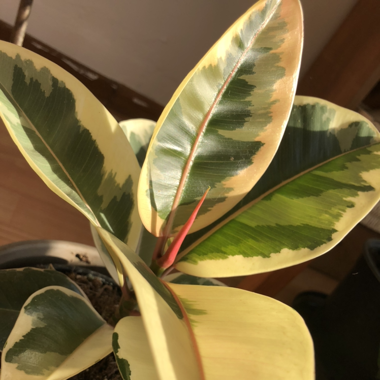 Rubber Plant plant photo by @K.planty05 named Kiki on Greg, the plant care app.