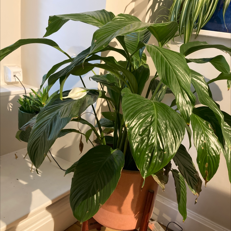 Peace Lily plant photo by Jenny named Pippa on Greg, the plant care app.