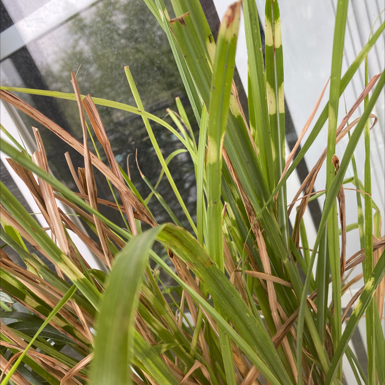 Photo of the plant species Porcupine Grass by Kelsi named Homer on Greg, the plant care app