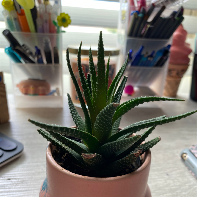 Zebra Plant plant photo by @aplantgirl1289 named mochi on Greg, the plant care app.