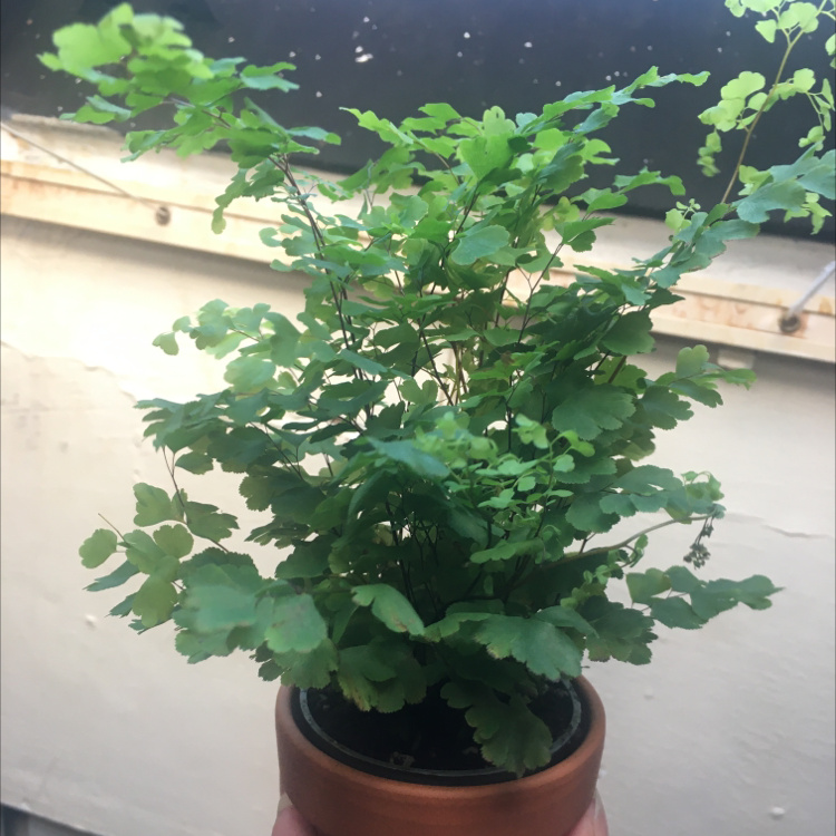 Photo of the plant species Pacific Maidenhair Fern by @kyrsty named Patti on Greg, the plant care app