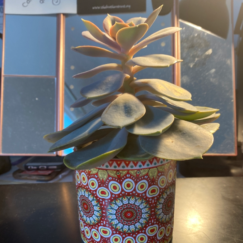 Photo of the plant species Echeveria 'Blue Rose' by @anna.c named Henrietta on Greg, the plant care app