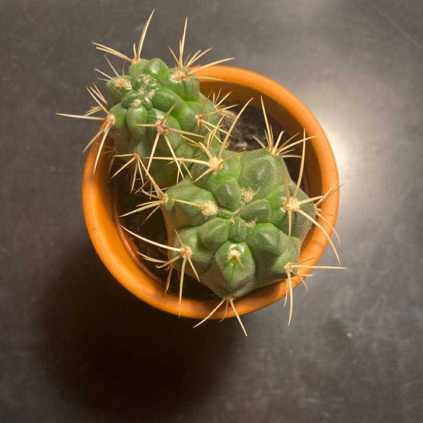 Photo of the plant species Big Needle Cactus by @anna.c named Frank on Greg, the plant care app