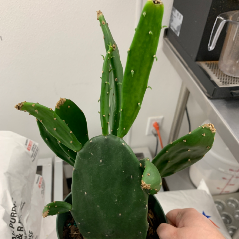 Cochineal Cactus with green pads, some browning at tips, indoors with visible soil.