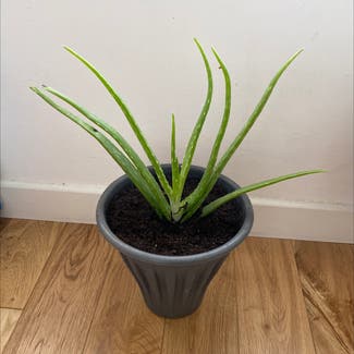 Aloe Vera plant in Enfield, England