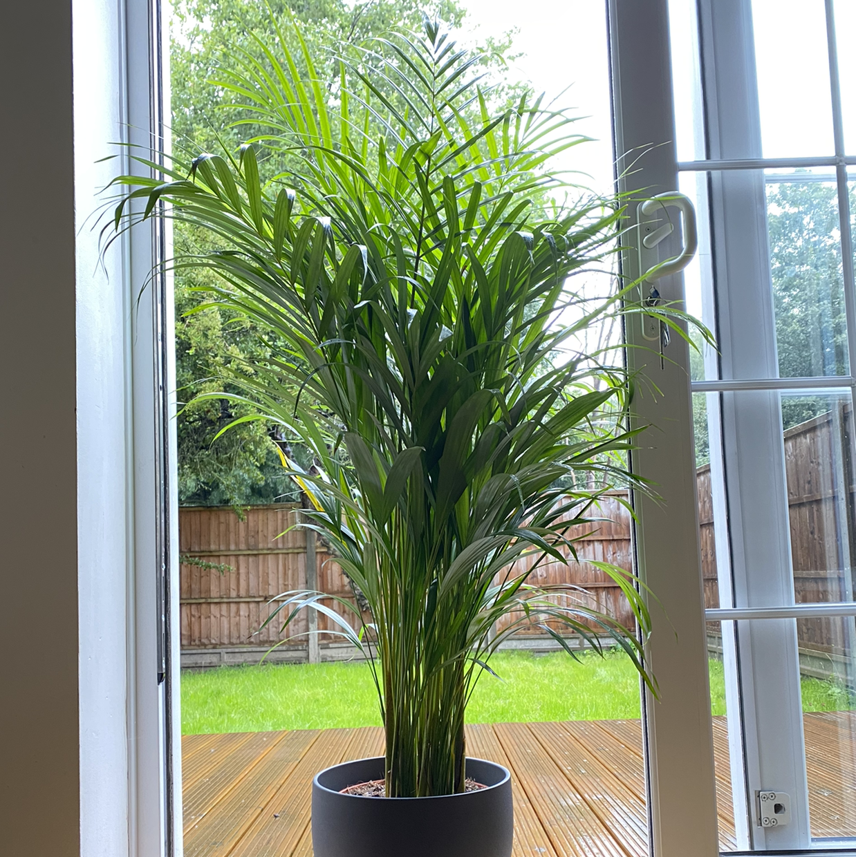 Kentia Palm plant photo by @TomT named Palmela on Greg, the plant care app.