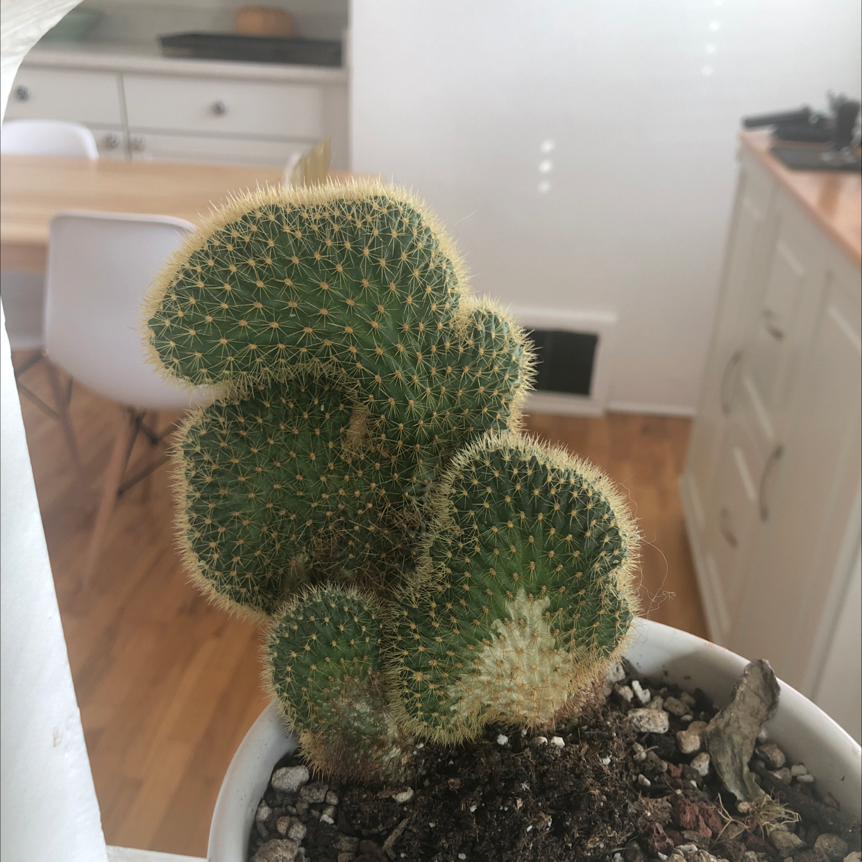 Candy barrel cactus in a pot indoors, healthy with visible soil.