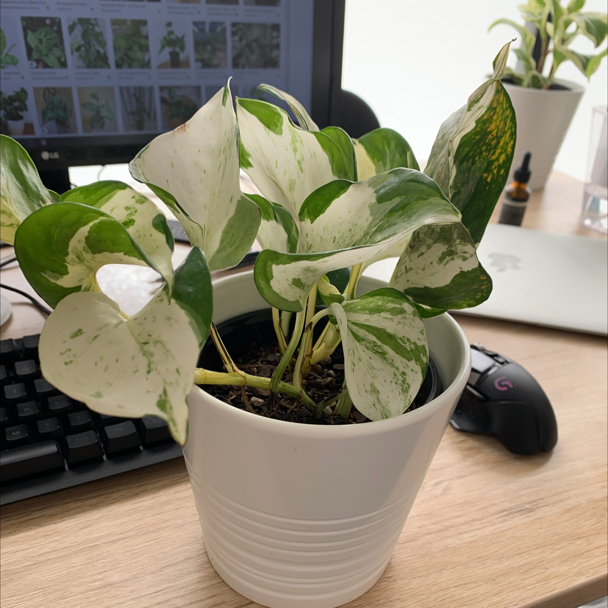 Photo of the plant species Manjula Pothos by @adallace named Manjula on Greg, the plant care app