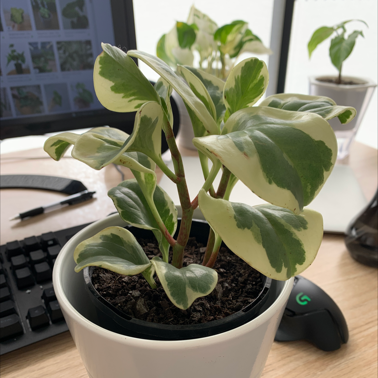 Golden Gate Peperomia plant in a white pot with variegated leaves, placed on a desk.