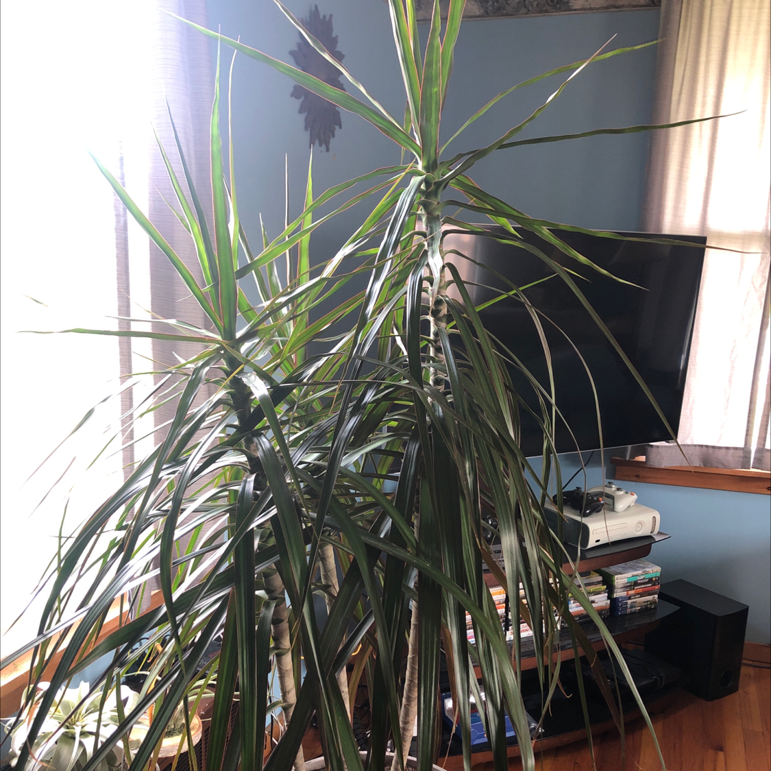 Indoor Dracaena 'Ray of Sunshine' plant with long, slender leaves.