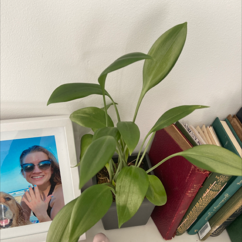 Photo of the plant species Green Supreme by Teagan named Ronaldo on Greg, the plant care app
