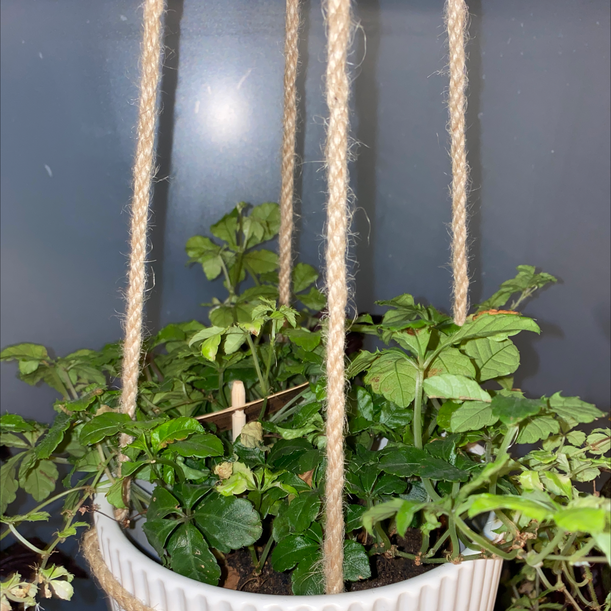Healthy Grape Ivy plant with vibrant green lobed leaves growing in a white hanging planter against a dark background.