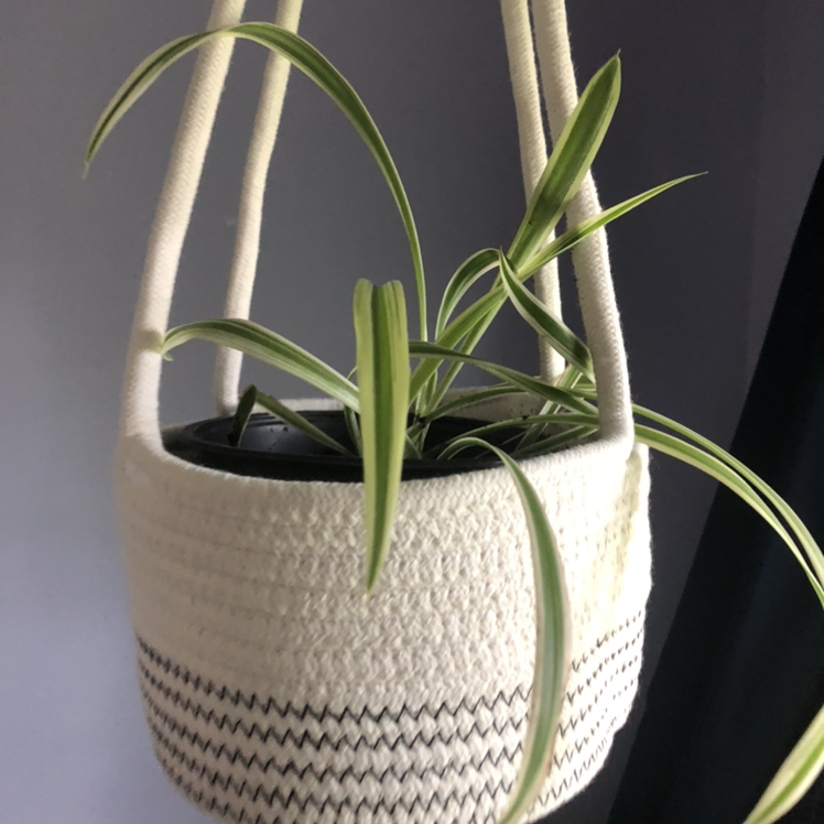 Spider Plant plant photo by @hcwoodbury named Stewy on Greg, the plant care app.