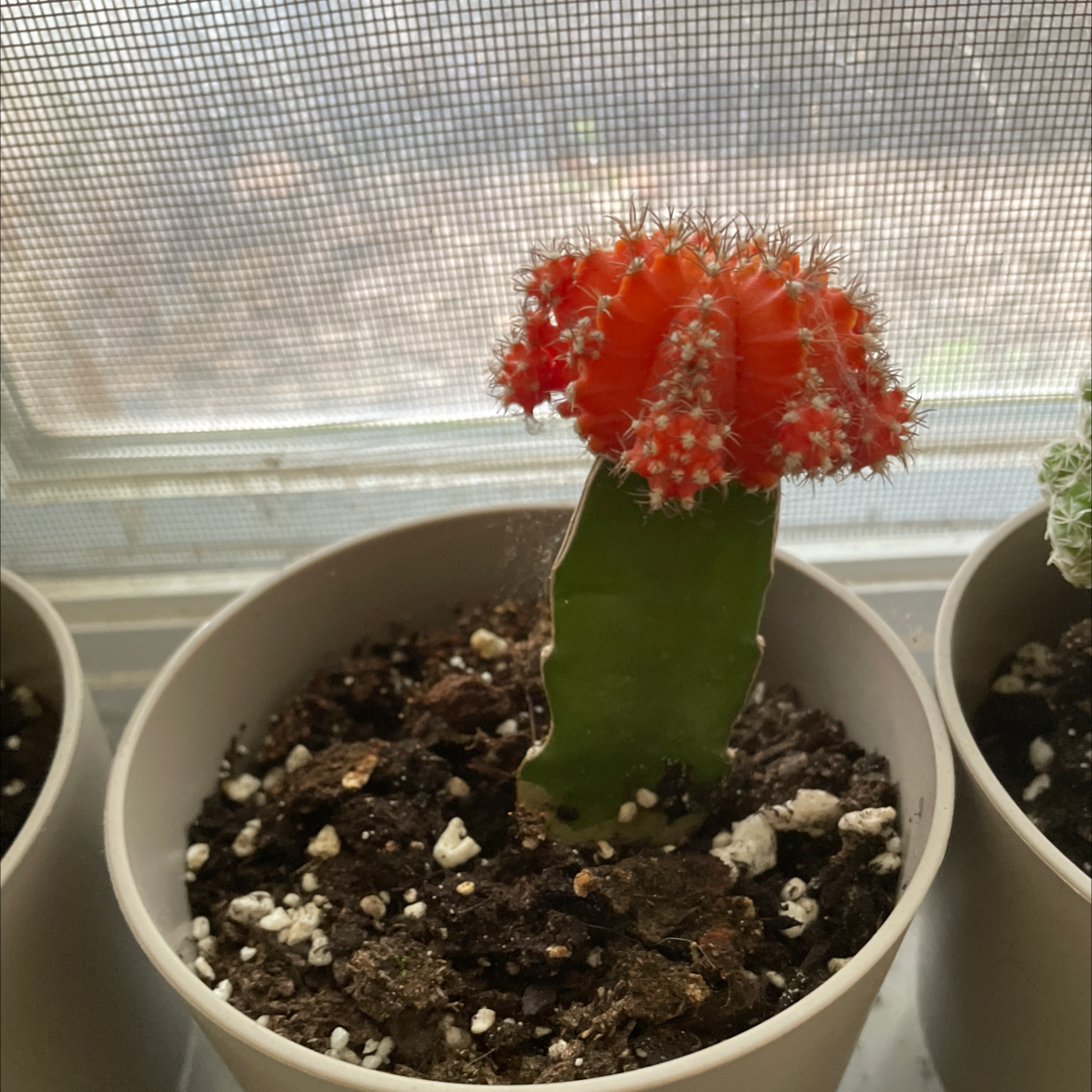Moon Cactus plant photo by @bectheplantmom named helen and bertram on Greg, the plant care app.