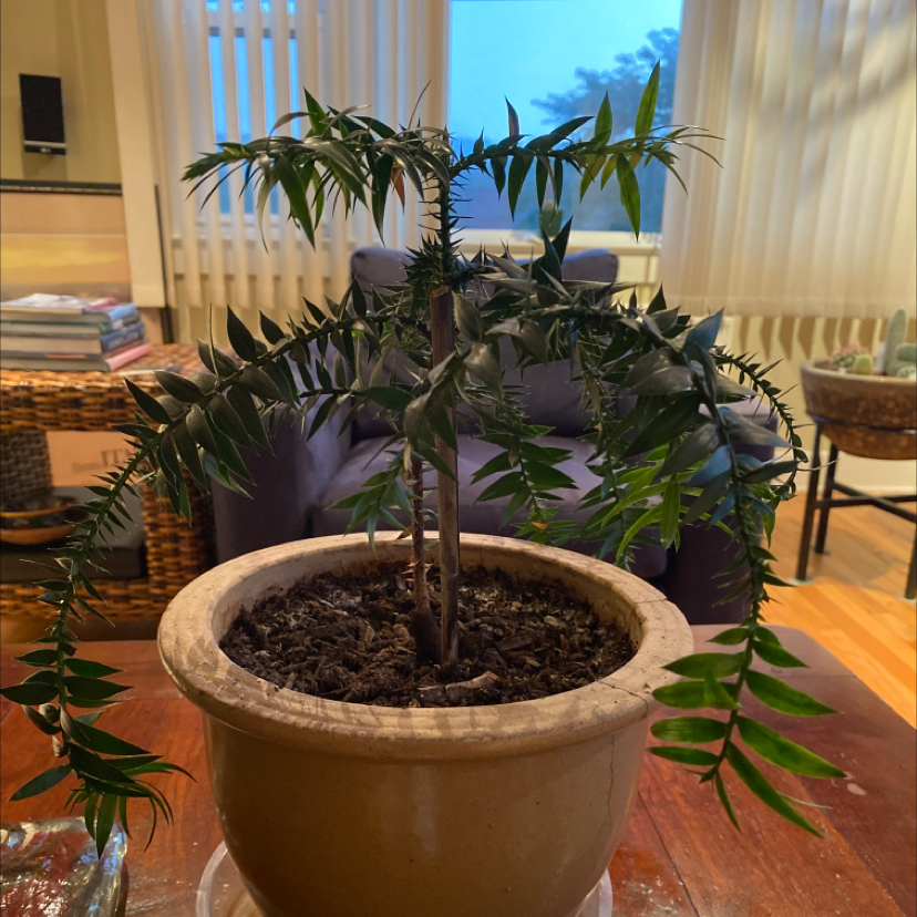 Plant care for Kauri Pine on Greg, the plant care app