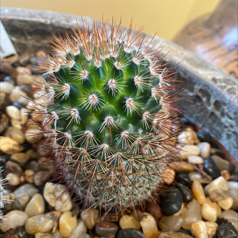 Texas Rainbow Cactus in a pot with pebbles, appearing healthy with vibrant green color and well-defined spines.