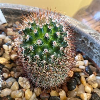 Texas Rainbow Cactus plant in Phillipsburg, New Jersey