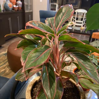 Chinese Evergreen plant in Phillipsburg, New Jersey